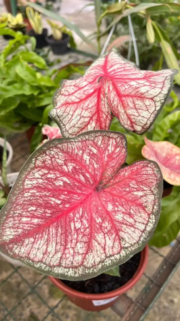plantas para varanda