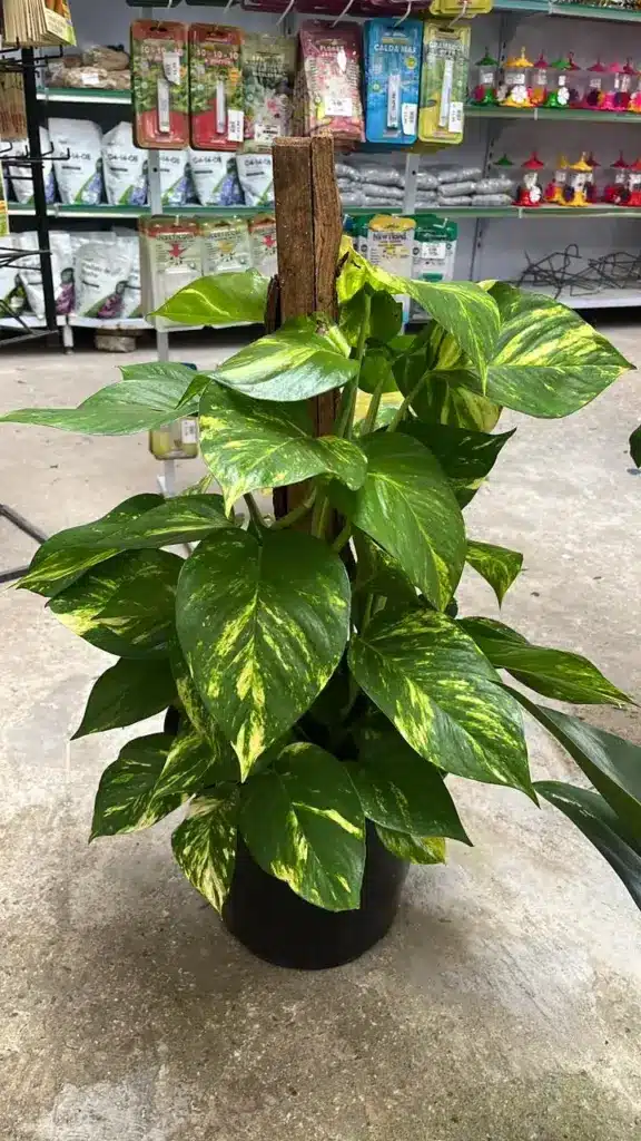 plantas para varanda