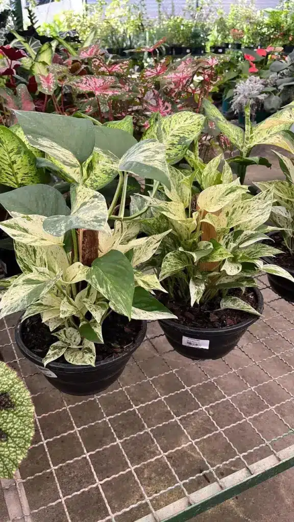 plantas para varanda