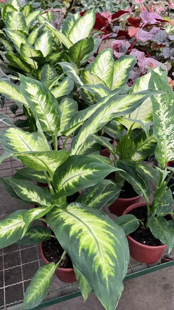 plantas para varanda