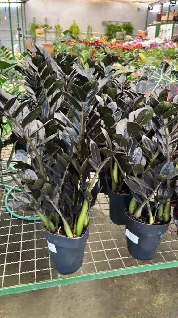 plantas para varanda