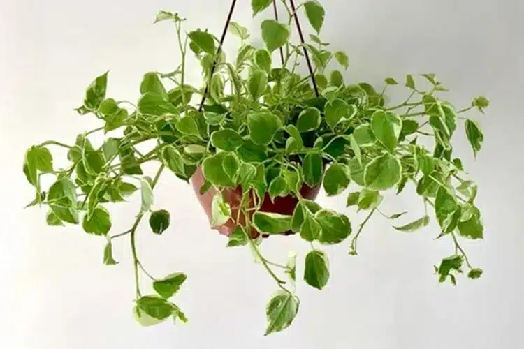 plantas pendentes