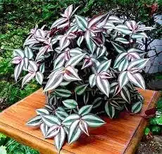plantas pendentes