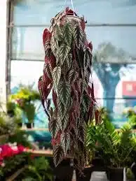 plantas pendentes