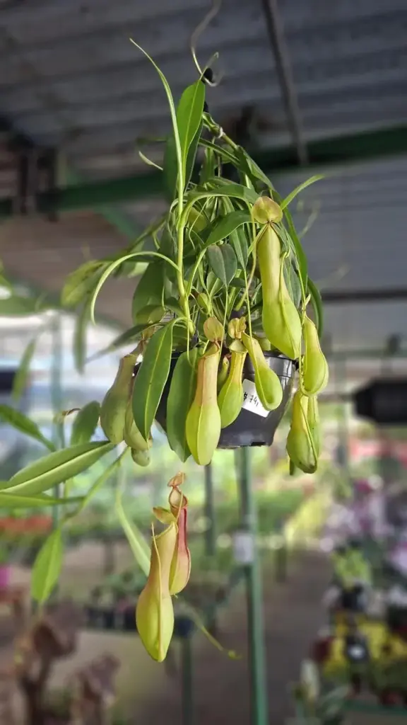 plantas pendentes