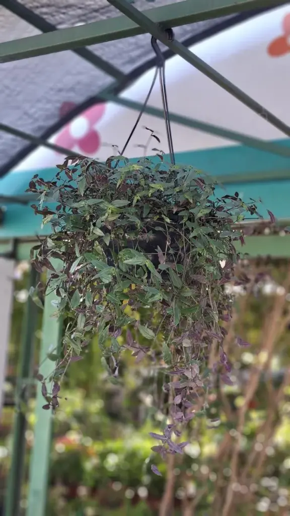 plantas pendentes