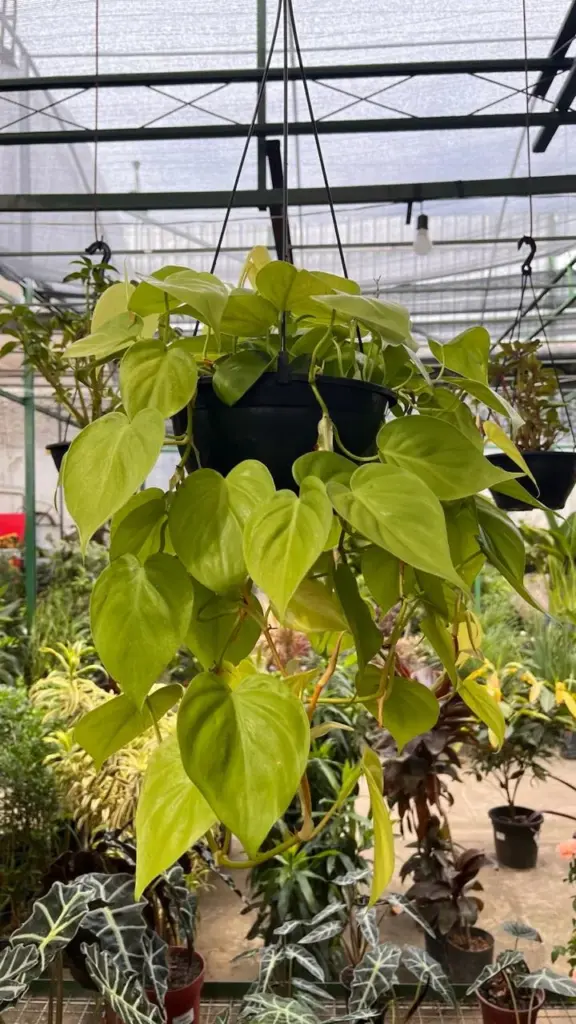 plantas pendentes