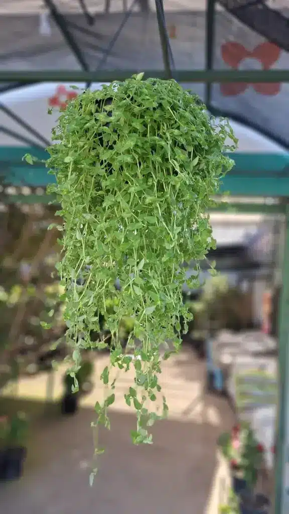 plantas pendentes