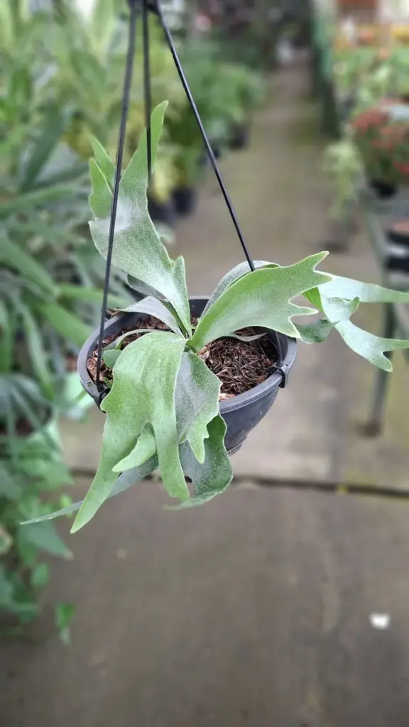 plantas pendentes