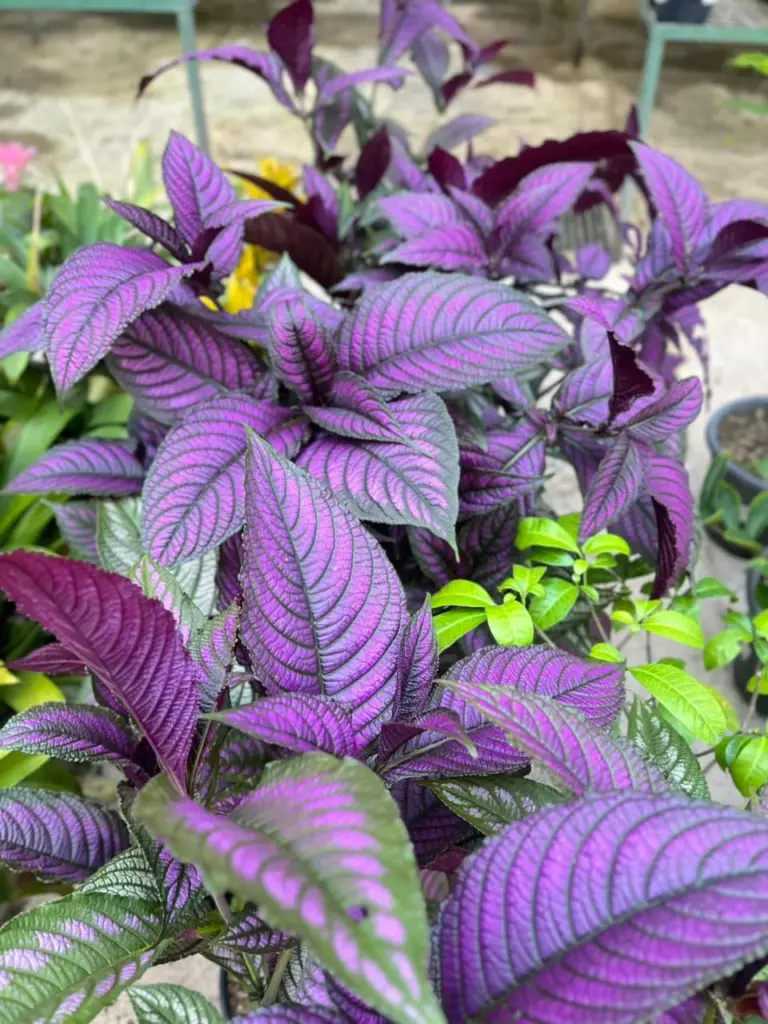 plantas resistentes ao calor