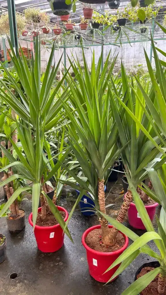 plantas resistentes ao calor