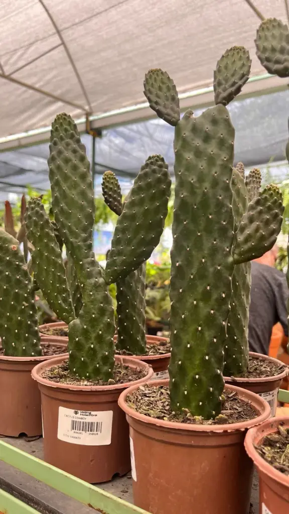 plantas resistentes ao calor