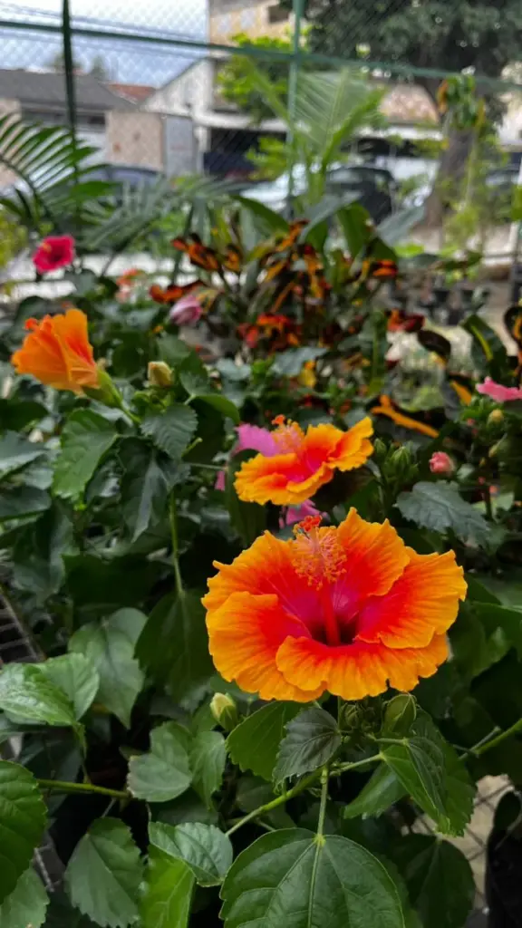 plantas resistentes ao calor