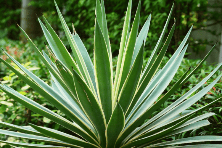 plantas resistentes ao calor