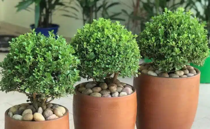 plantas resistentes ao calor