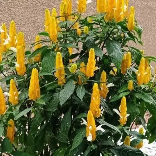 plantas resistentes ao sol