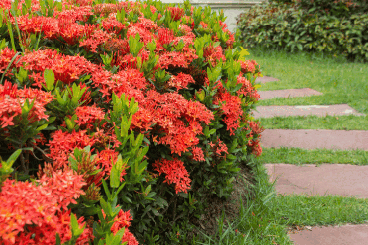 plantas resistentes ao sol