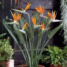 plantas resistentes ao sol