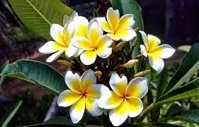 plantas resistentes ao sol