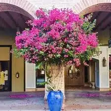plantas resistentes ao sol