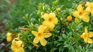 plantas trepadeiras