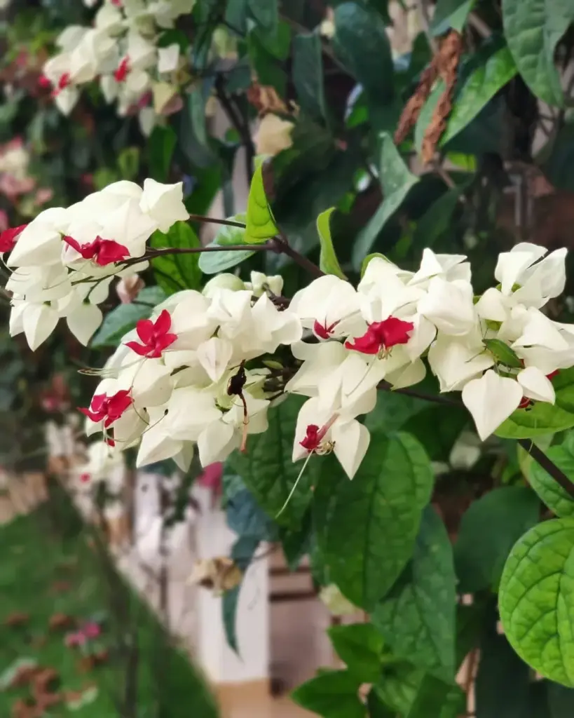 plantas trepadeiras