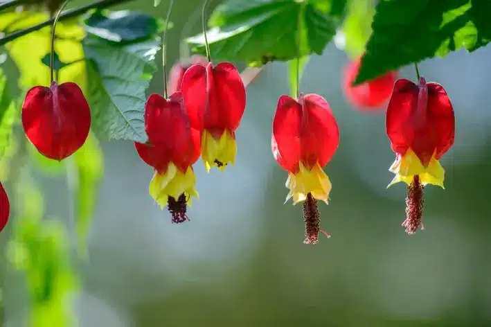 plantas trepadeiras