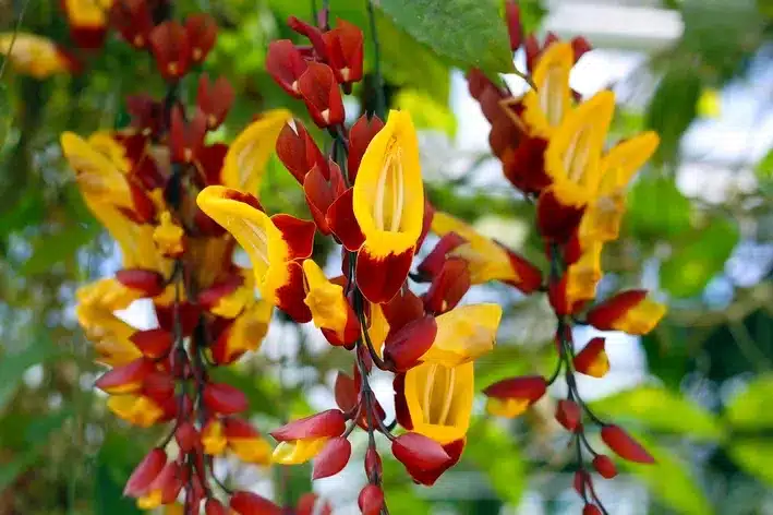 plantas trepadeiras