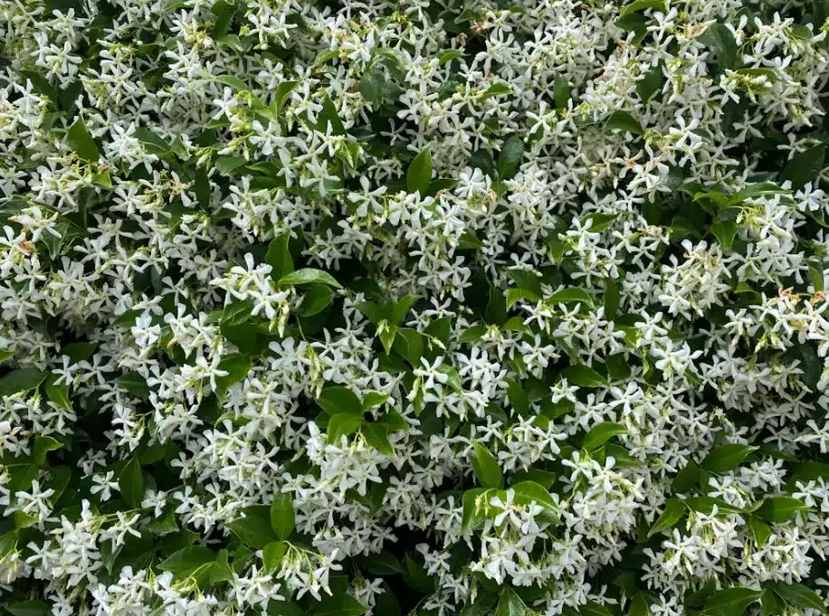 plantas trepadeiras