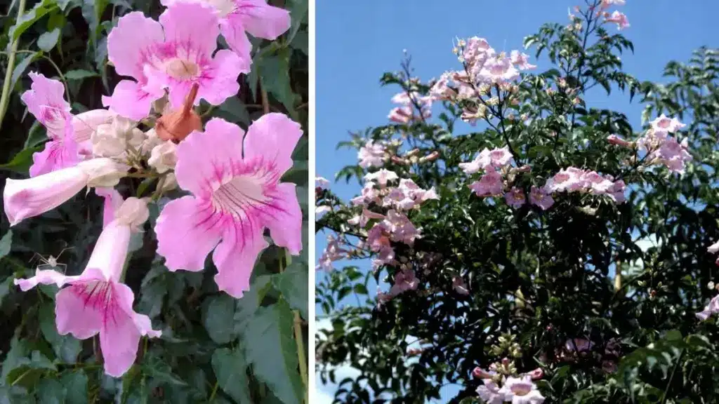 plantas trepadeiras