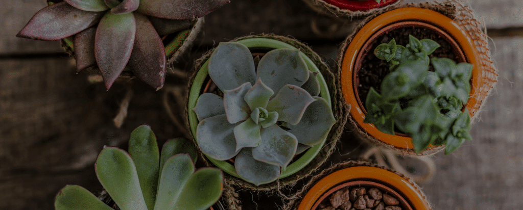 Produtos para Jardinagem e Paisagismo