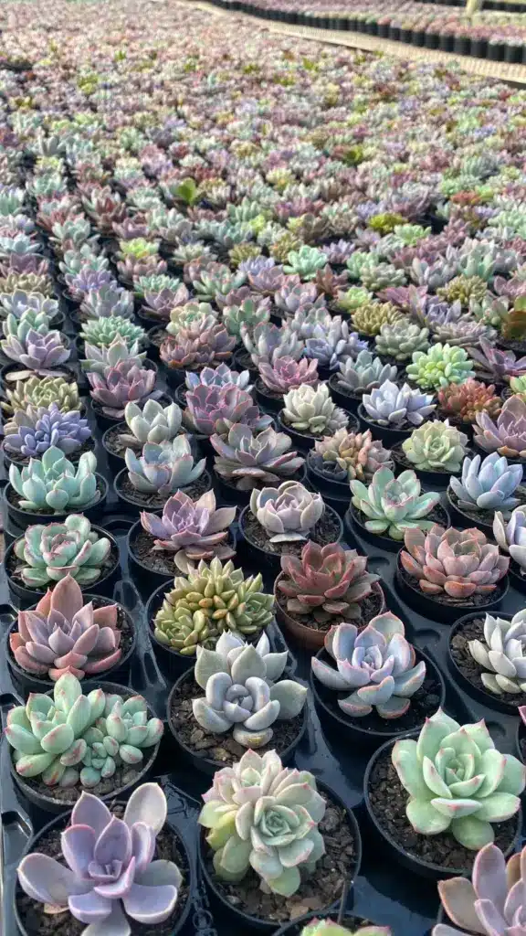 suculentas