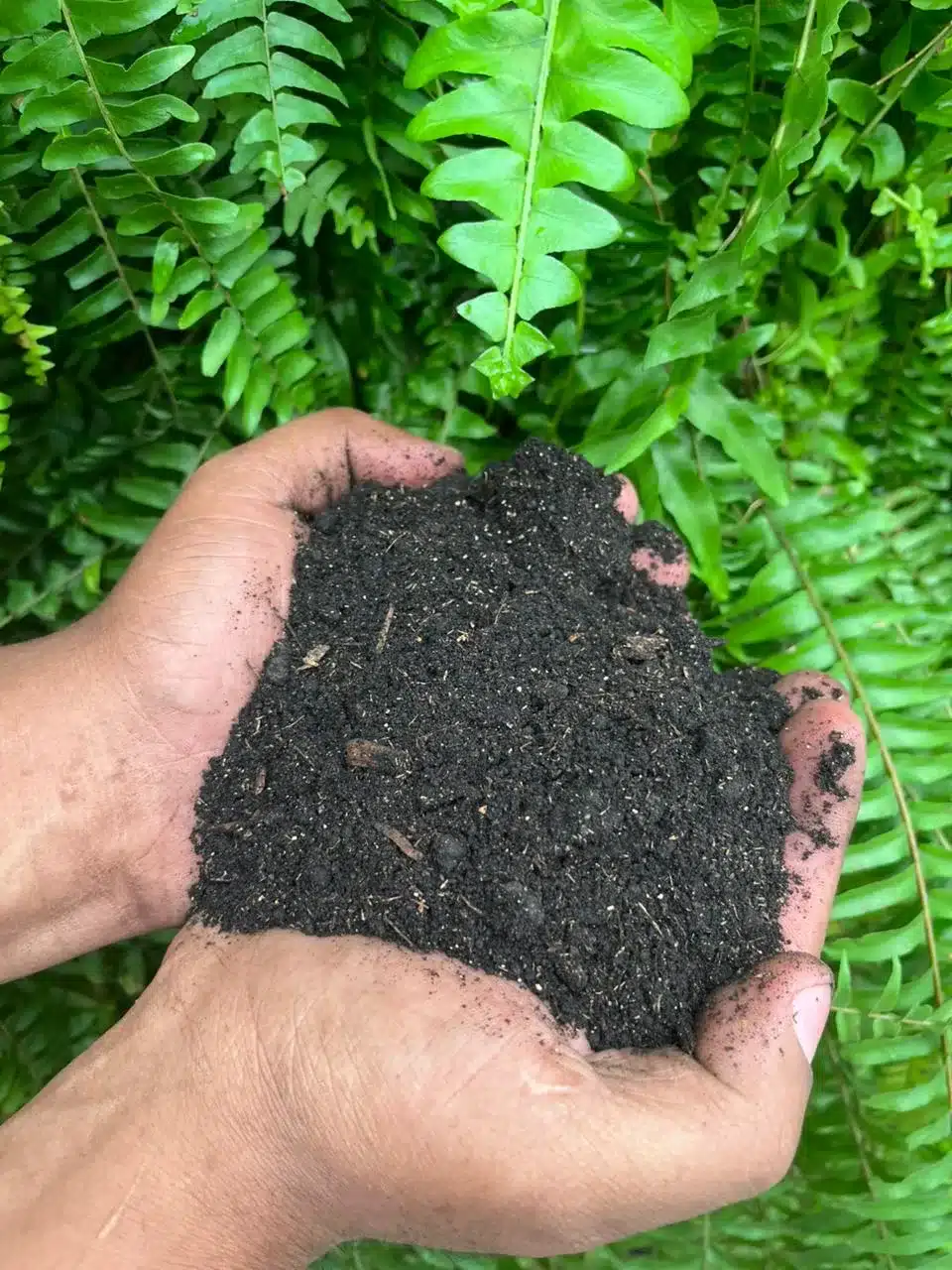 terra para vasos