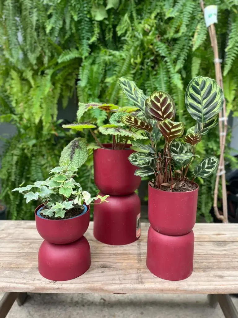 vasos decorativos