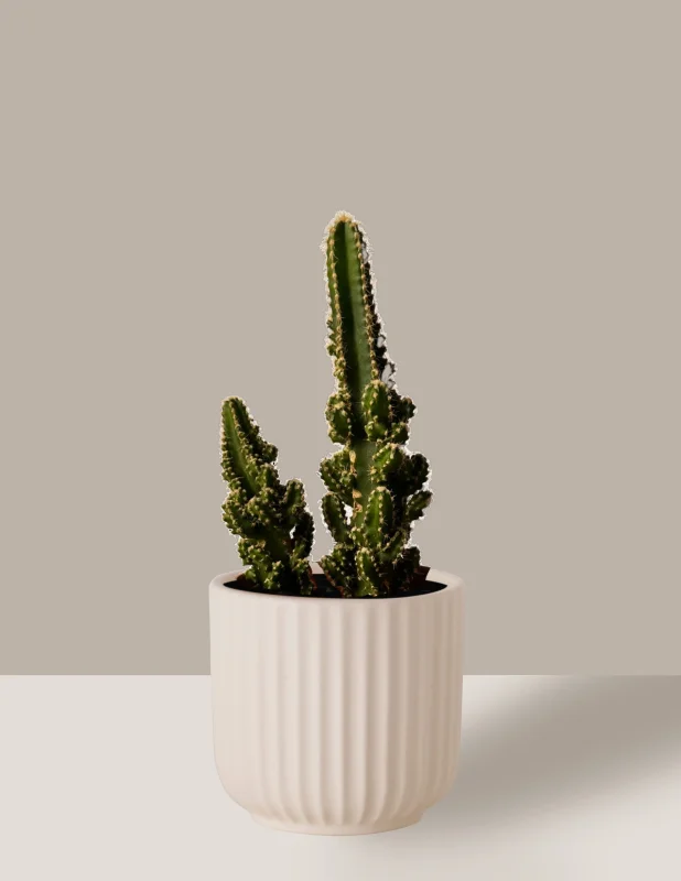 cactos decorativos