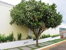 mudas de plantas em Anchieta Rj