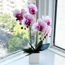 orquídeas