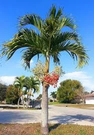 palmeira