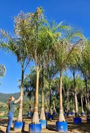 planta de folhagem