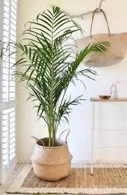 planta natural para sala