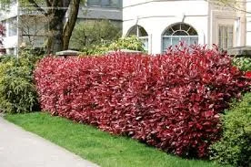 plantas arbustiva