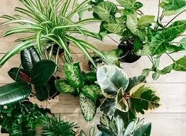 plantas ornamentais externas