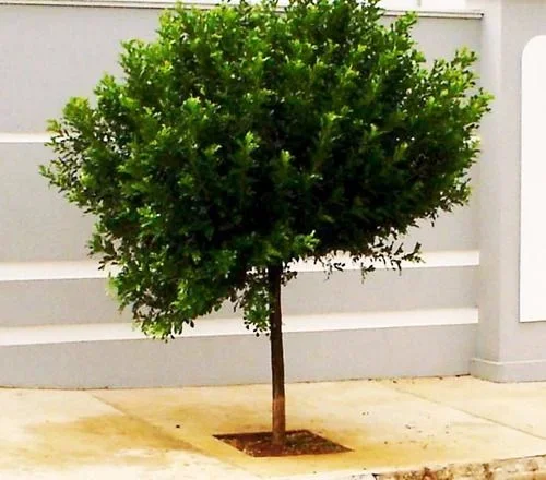 plantas para calçada