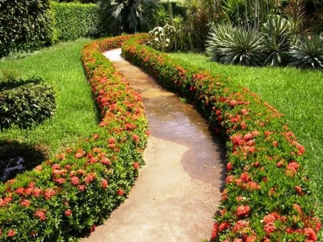 plantas para cerca viva