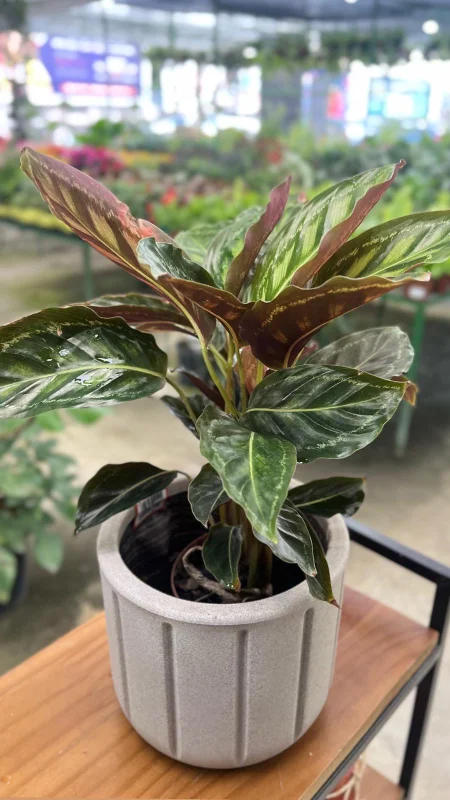 plantas para decoração