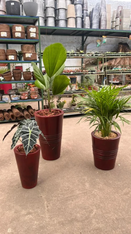 plantas para decoração
