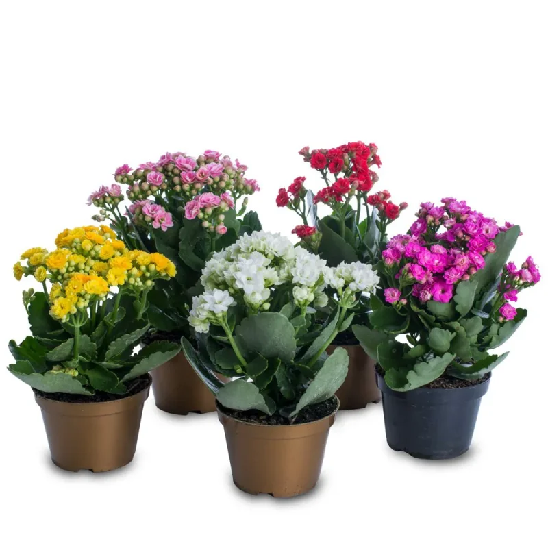 plantas para enfeite de mesa