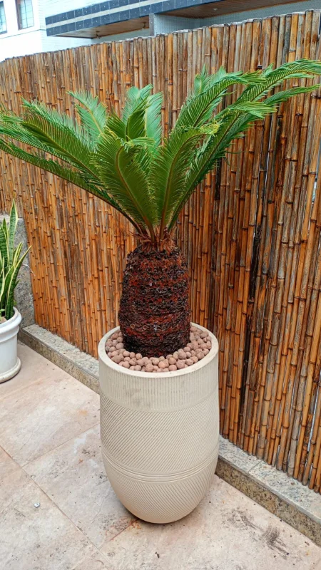 plantas para entrada de casa
