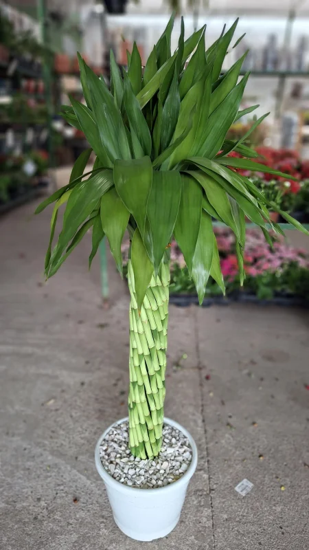 plantas para escritório