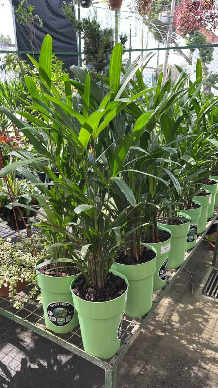 plantas para escritório